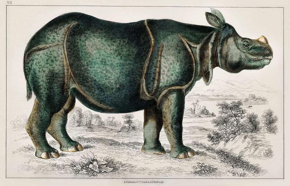 Rhinoceros. Digitally enhanced from our own original edition of A History of the Earth and Animated Nature (1820) by Oliver…