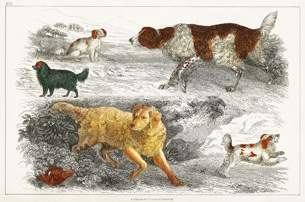 Collection of various dogs and cocker.  Digitally enhanced from our own original edition of A History of the Earth and…