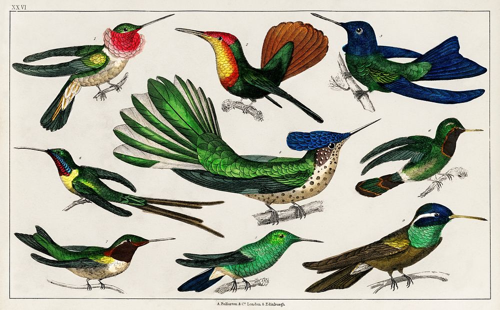 Collection of various birds.  Digitally enhanced from our own original edition of A History of the Earth and Animated Nature…