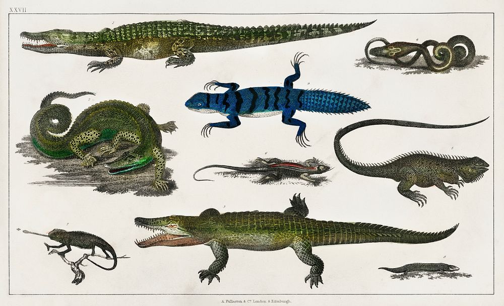 Collection of various reptiles.  Digitally enhanced from our own original edition of A History of the Earth and Animated…