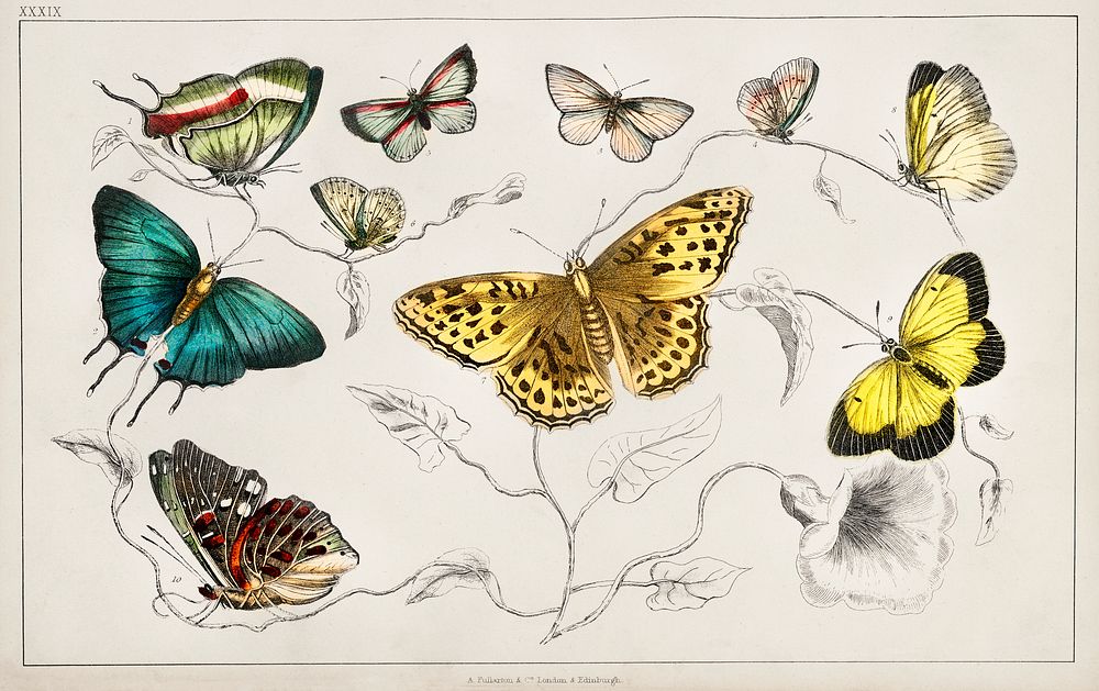 Collection of various butterflies.  Digitally enhanced from our own original edition of A History of the Earth and Animated…