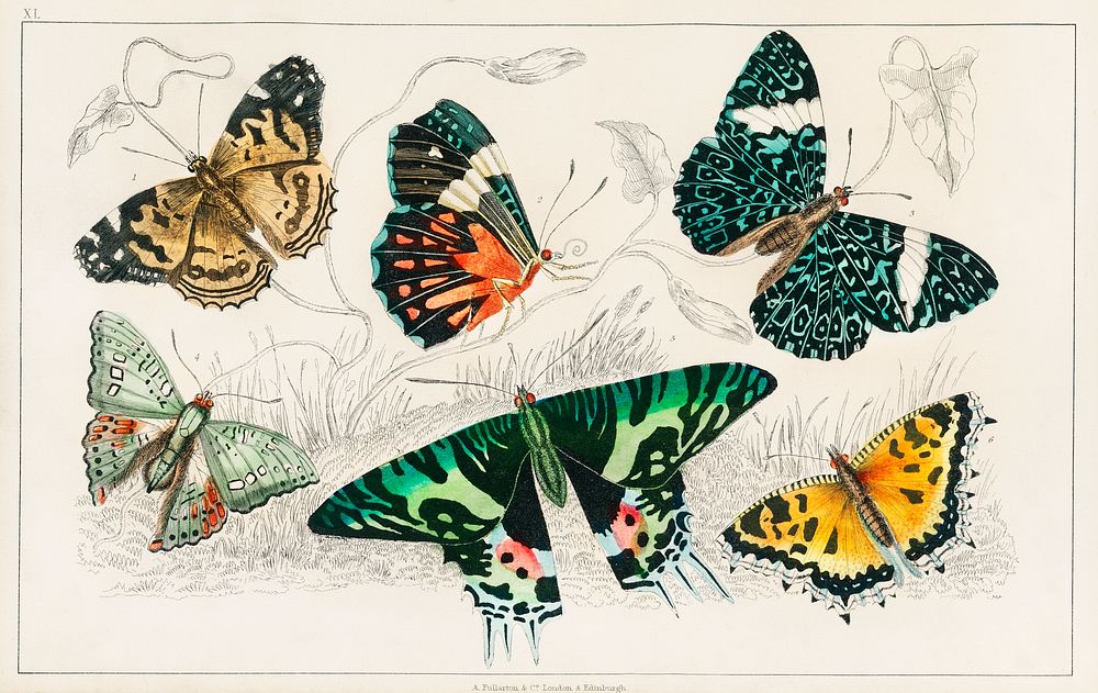 Collection of Various Butterflies.  Digitally enhanced from our own original edition of A History of the Earth and Animated…
