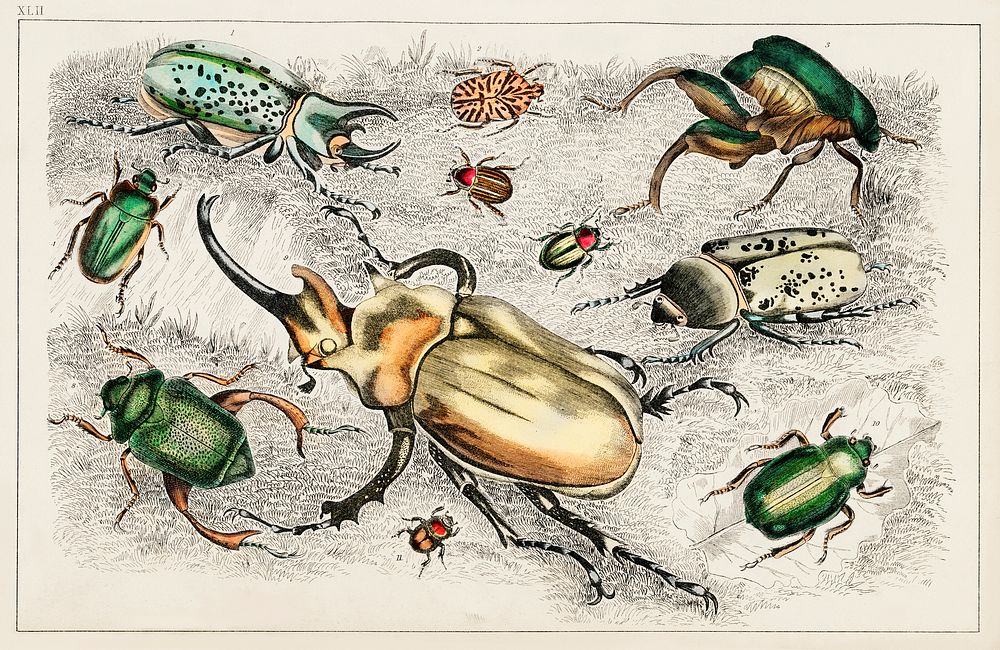 Collection of various beetles.  Digitally enhanced from our own original edition of A History of the Earth and Animated…