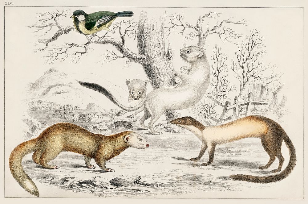 Collection of various rodents.  Digitally enhanced from our own original edition of A History of the Earth and Animated…