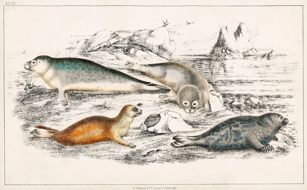 Collection of various Seals.  Digitally enhanced from our own original edition of A History of the Earth and Animated Nature…