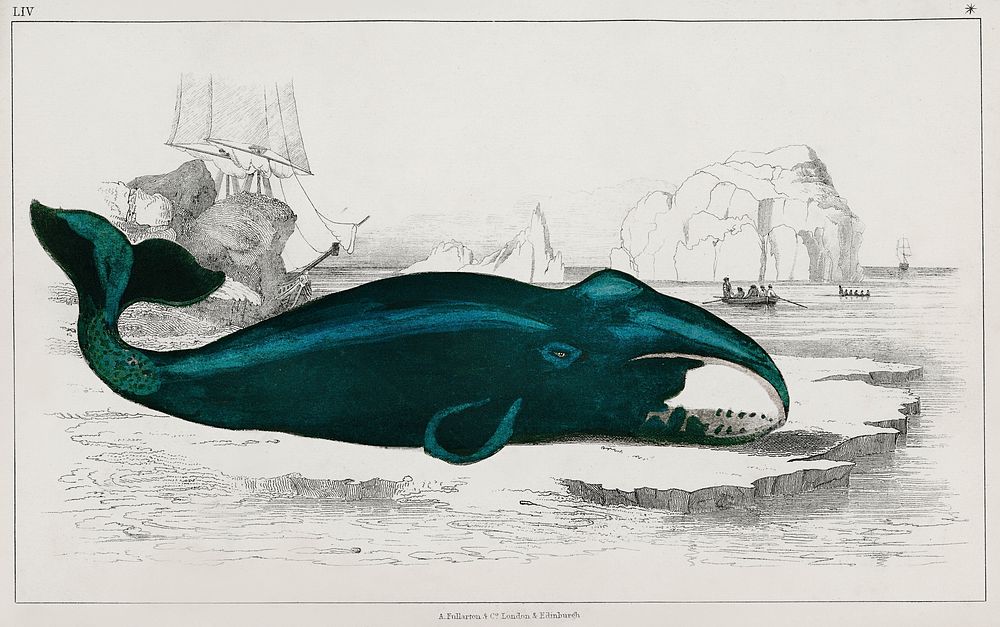 Whale. Digitally enhanced from our own original edition of A History of the Earth and Animated Nature (1820) by Oliver…