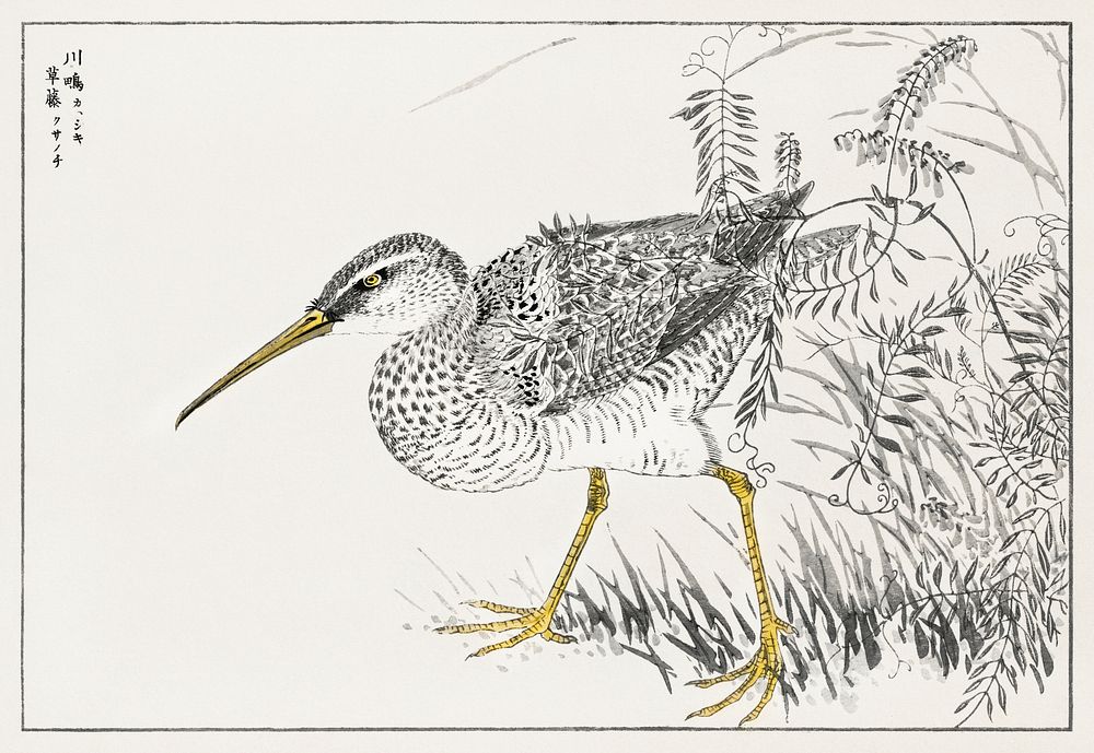 Eastern Whimbrel and Wisteria Vine illustration. Digitally enhanced from our own original edition of Pictorial Monograph of…