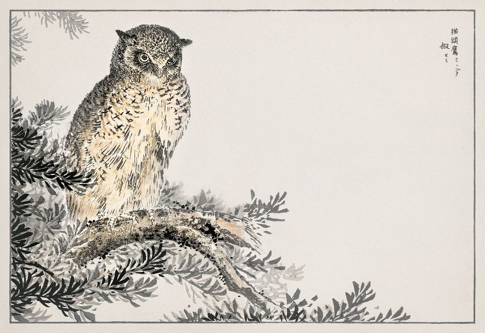 Japanese Scops Owl and Fir illustration. Digitally enhanced from our own original edition of Pictorial Monograph of Birds…