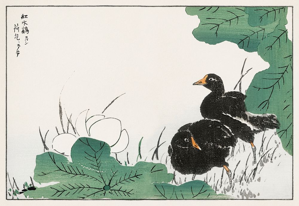 Coot and Lotus illustration. Digitally enhanced from our own original edition of Pictorial Monograph of Birds (1885) by…