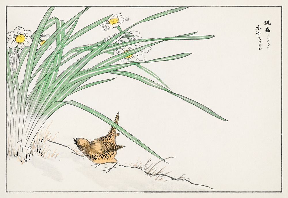 Japanese Wren and Daffodil illustration. Digitally enhanced from our own original edition of Pictorial Monograph of Birds…