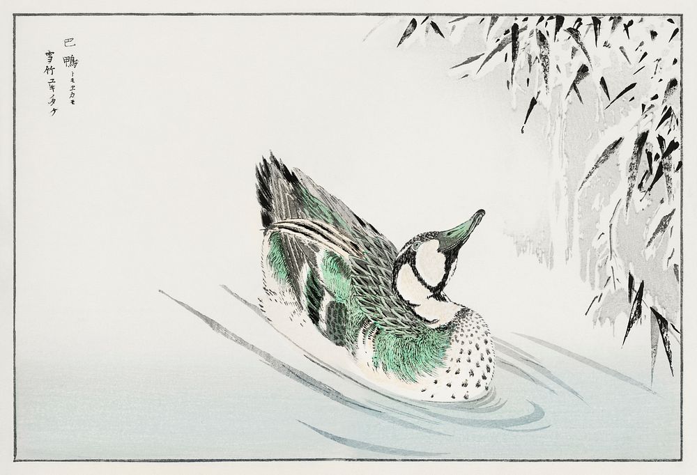 Spectacled Teal and Snow-bent Bamboo illustration. Digitally enhanced from our own original edition of Pictorial Monograph…