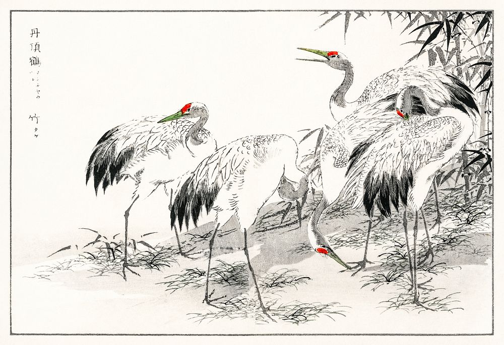 Japanese Crane and Bamboo illustration. Digitally enhanced from our own original edition of Pictorial Monograph of Birds…