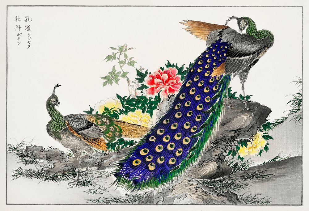 Peacock and Peony illustration. Digitally enhanced from our own original edition of Pictorial Monograph of Birds (1885) by…