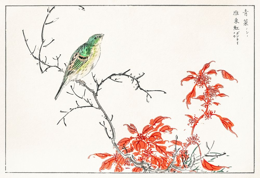 Japanese Yellow Bunting and Chinese Amaranth illustration. Digitally enhanced from our own original edition of Pictorial…