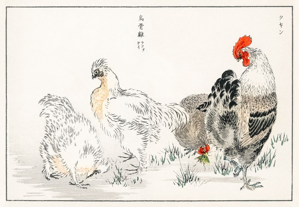 Domestic Fowl illustration. Digitally enhanced from our own original edition of Pictorial Monograph of Birds (1885) by…