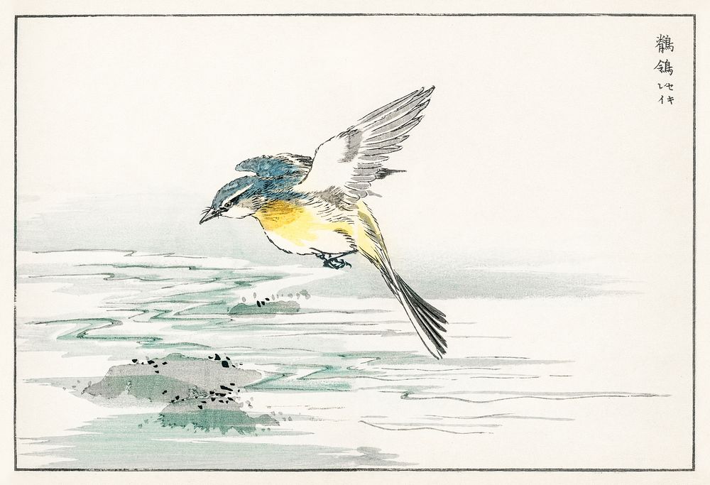 Eastern Grey Wagtail illustration. Digitally enhanced from our own original edition of Pictorial Monograph of Birds (1885)…