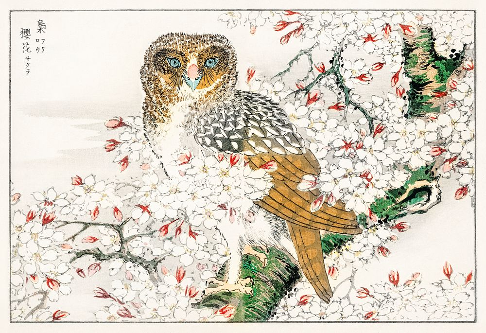 Short-eared Owl and Cherry Flower illustration. Digitally enhanced from our own original edition of Pictorial Monograph of…