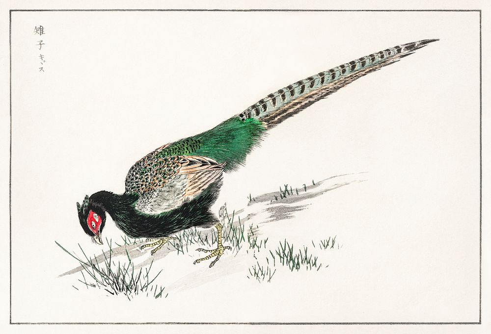 Green Pheasant illustration. Digitally enhanced from our own original edition of Pictorial Monograph of Birds (1885) by…