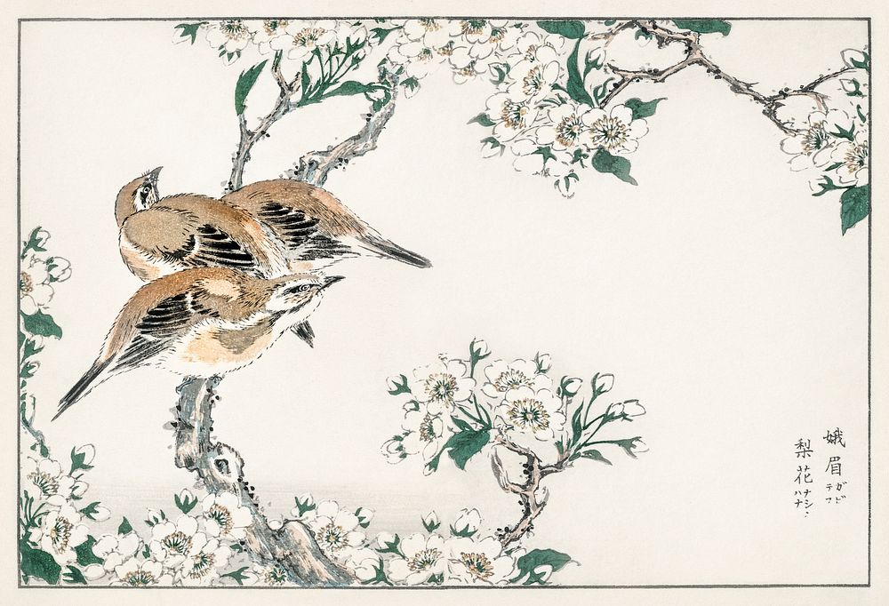 Japanese Meadow Bunting and Pear Flower illustration. Digitally enhanced from our own original edition of Pictorial…