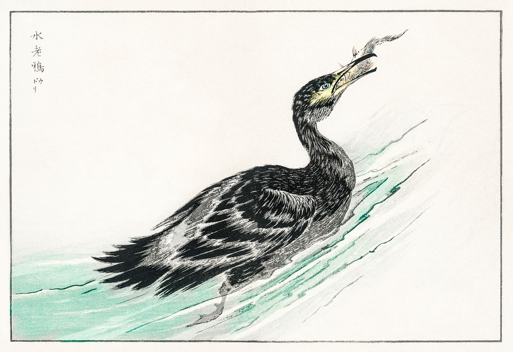Temminck's Cormorant illustration. Digitally enhanced from our own original edition of Pictorial Monograph of Birds (1885)…