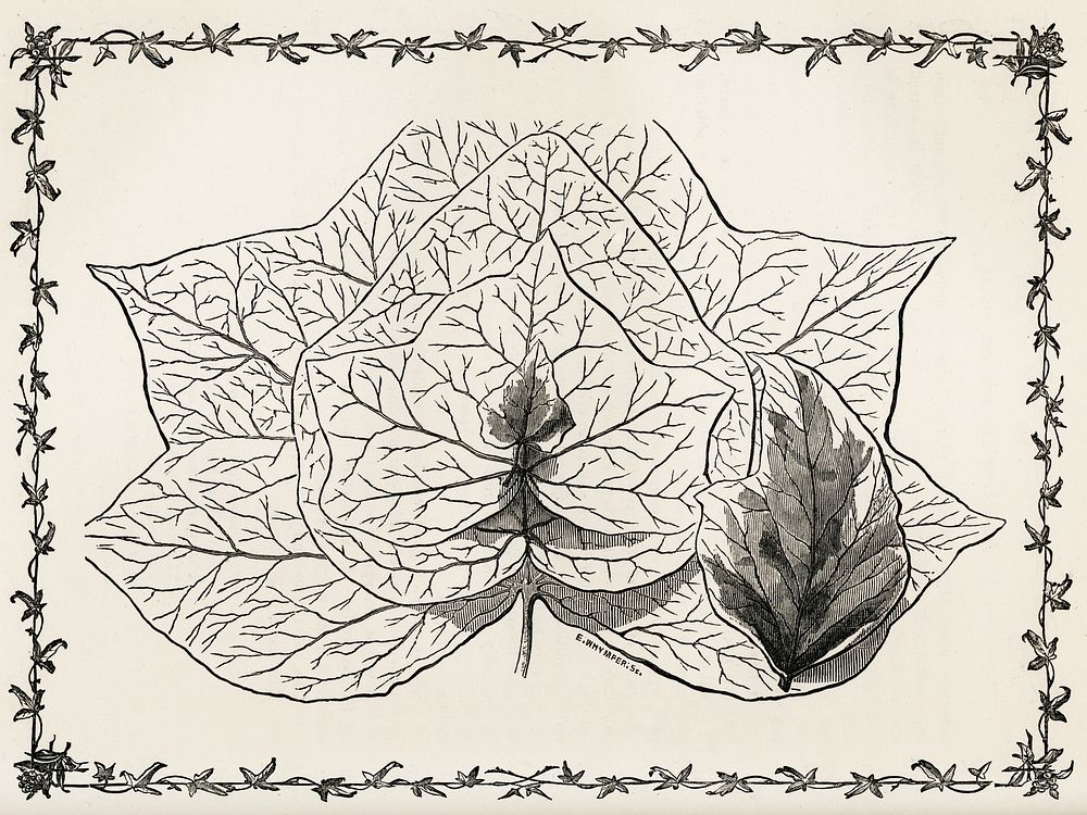 Group of Ivy Leaves from The Ivy, a Monograph (1872).  Digitally enhanced from our own original edition of by Shirley…