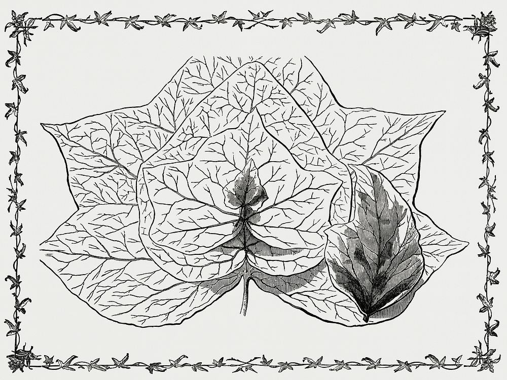 Vintage illustration of Group of Ivy Leaves