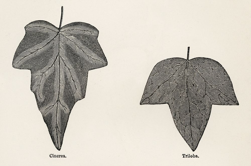 1. Cinerea 2. Triloba from The Ivy, a Monograph (1872).  Digitally enhanced from our own original edition of by Shirley…