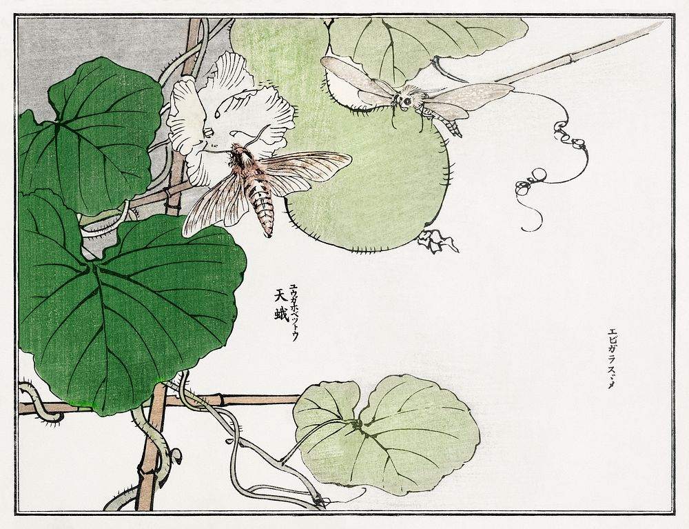 Moth illustration from Churui Gafu (1910) by Morimoto Toko. Digitally enhanced from our own original edition. 