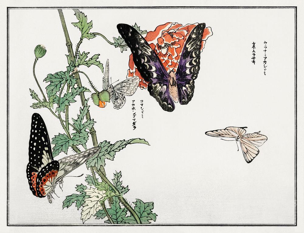 Butterflies and plant illustration from Churui Gafu (1910) by Morimoto Toko. Digitally enhanced from our own original…