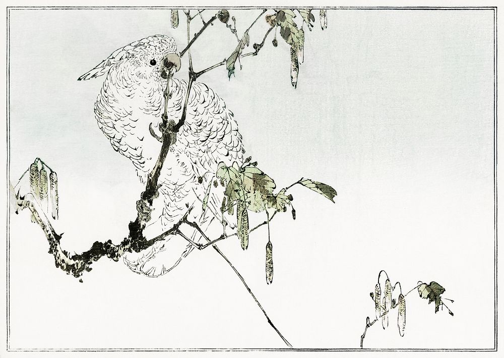 White cockatoo perched on a branch. Illustration (1890&ndash;1891) by Wantanabe Seitei, a prominent Kacho-ga artist.…