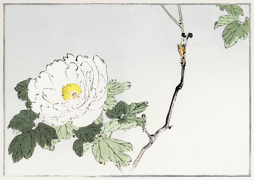 White blossomed flower. Illustration from Seitei Kacho Gafu (1890&ndash;1891) by Wantanabe Seitei, a prominent Kacho-ga…