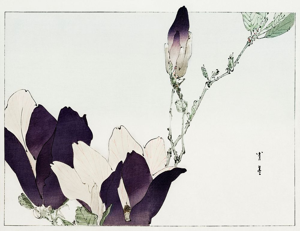 Purple magnolia illustration from Bijutsu Sekai (1893-1896) by Watanabe Seitei, a prominent Kacho-ga artist. Digitally…