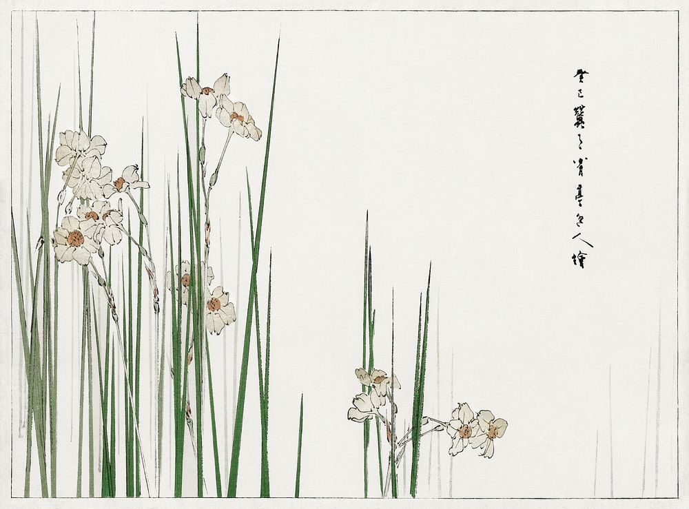 Jonquil illustration from Bijutsu Sekai (1893-1896) by Watanabe Seitei, a prominent Kacho-ga artist. Digitally enhanced from…