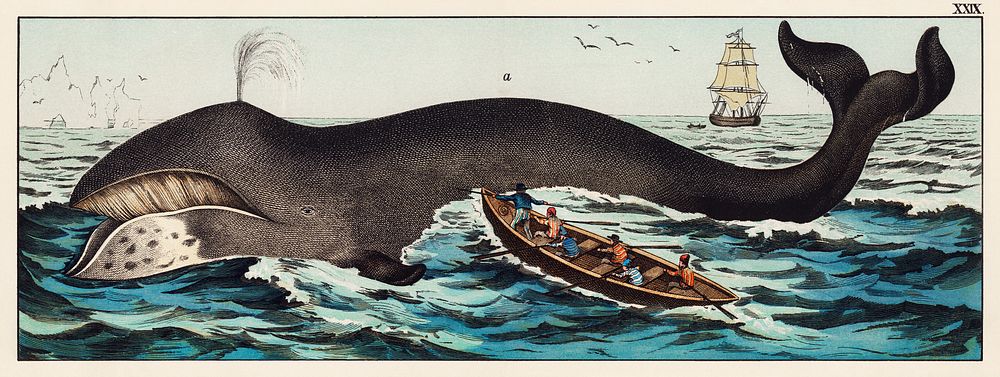 A lithograph of the bowhead whale from a German natural history series (1878), an adorable sperm whale shooting up water…