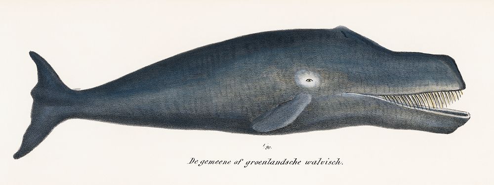 Bowhead Whale Whale Original Antique Ocean Marine Mammal Handcolored Sealife Lithograph. Digitally enhanced from our own…