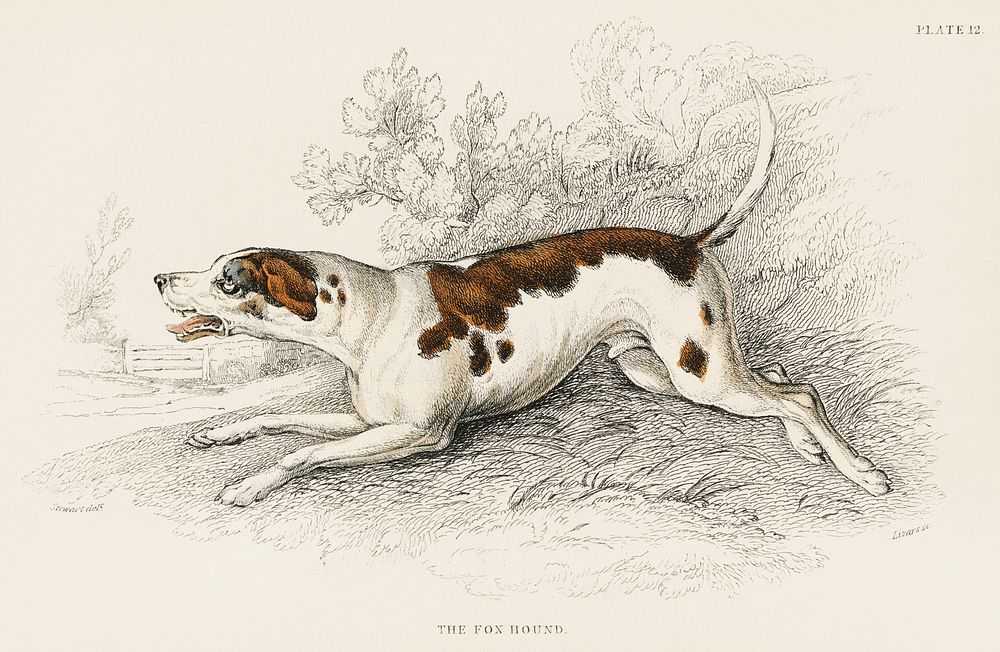 The Fox Hound by an unknown artist (1860), an anxious dog baring teeth. Digitally enhanced from our own original plate. 