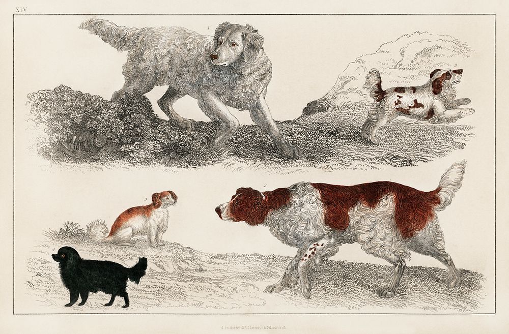 The History of the Earth and Animated Nature by Oliver Goldsmith (1848), a pack of energetic dogs and playful puppies.…
