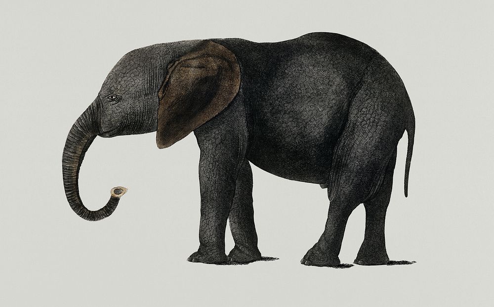 Vintage Illustration of a dark grey elephant.