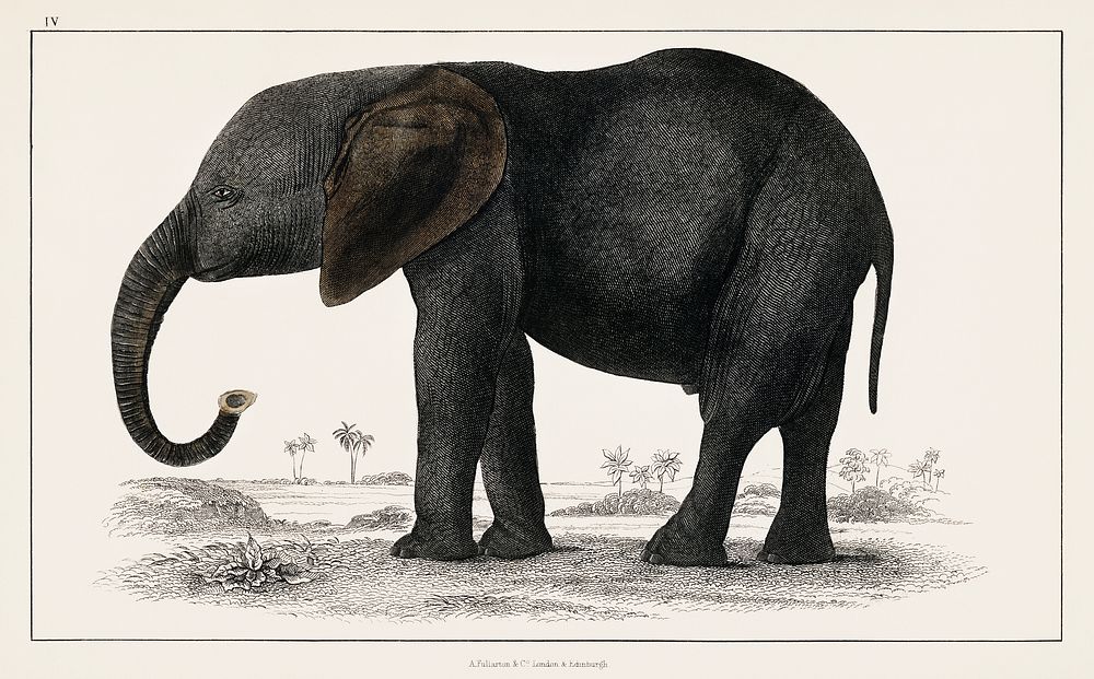 The History of the Earth and Animated Nature (1848) by Oliver Goldsmith (1728-1774), a portrait of a dark grey elephant.…