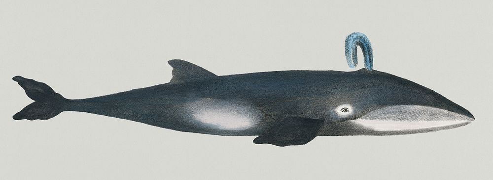 Vintage Illustration of Whale.