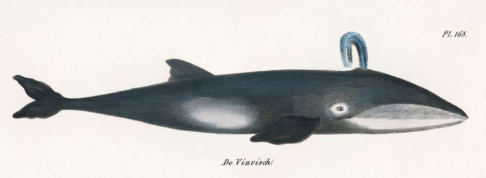 Whale from Natural History Pictures of the Mammals (1824) by Heinrich Rudolf Schinz. Digitally enhanced from our own…