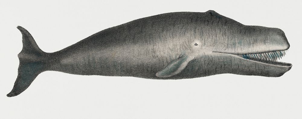 Vintage Illustration of Bowhead Whale.