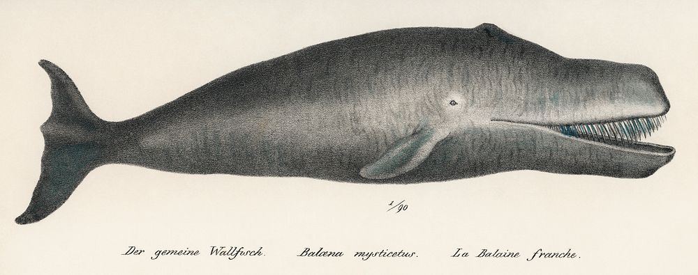 Bowhead Whale Original Antique Ocean Marine Mammal Handcolored Sealife Lithograph (1824). Digitally enhanced from our own…