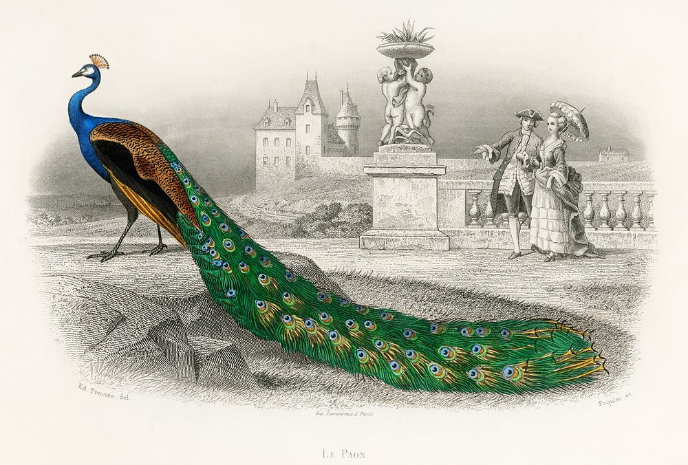 Majestically colored portrait of a peacock. Digitally enhanced from our own original plate. 