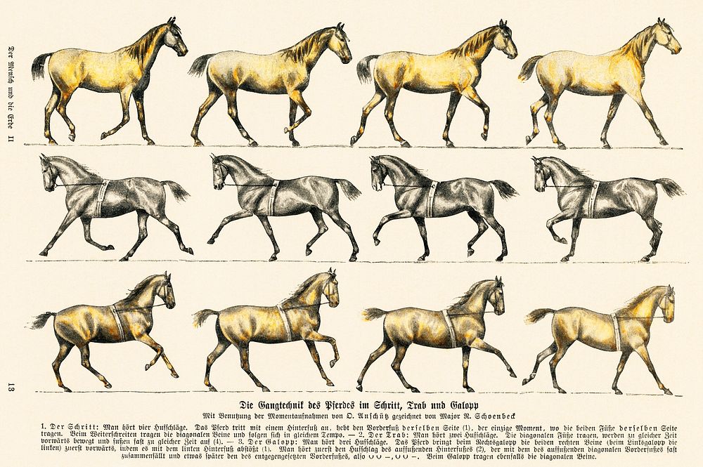 Walking technique of the horse: trot and gallop from Weltall und Menschheit (1900) by Hans Kraemer. Digitally enhanced from…