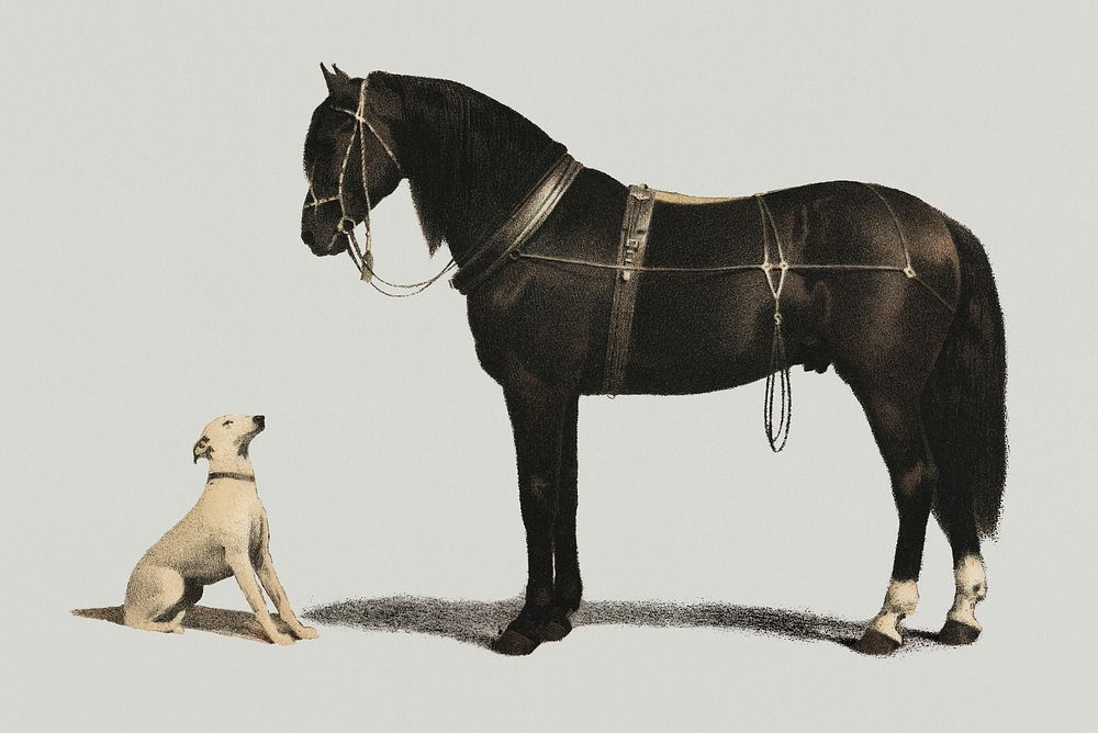 Vintage Illustration of Orloffer black horse and a white dog.