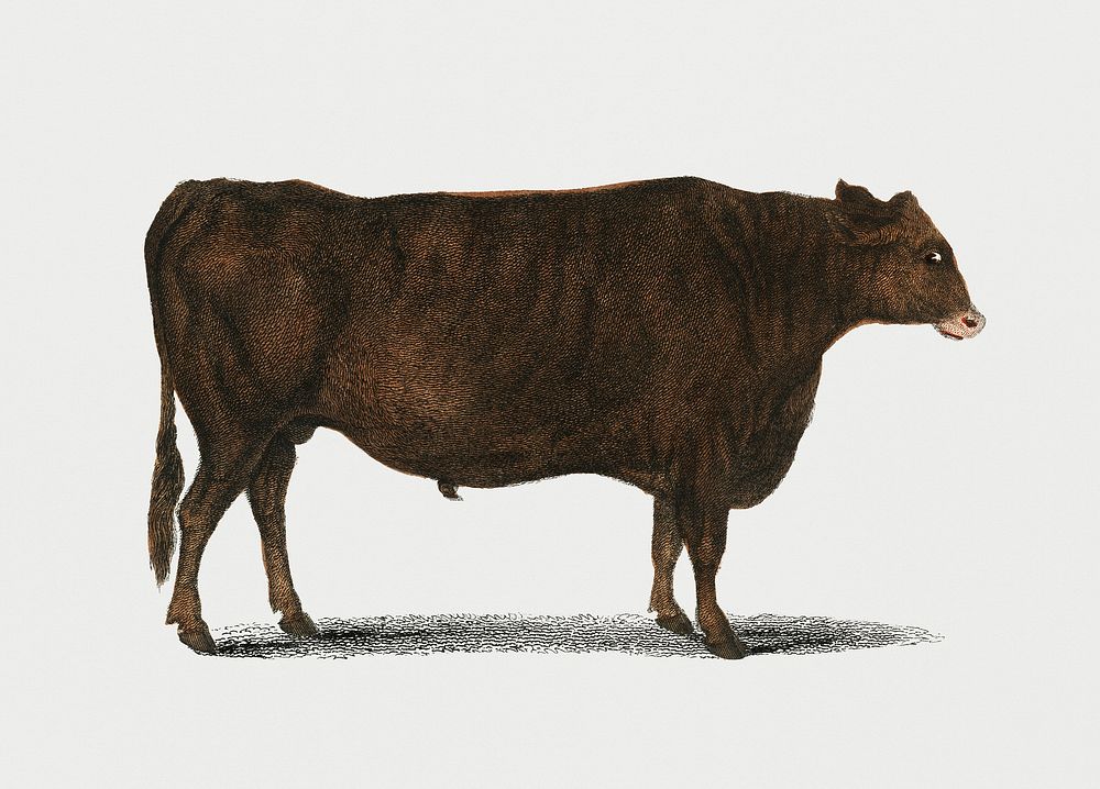 Vintage Illustration of portrait of an ox.