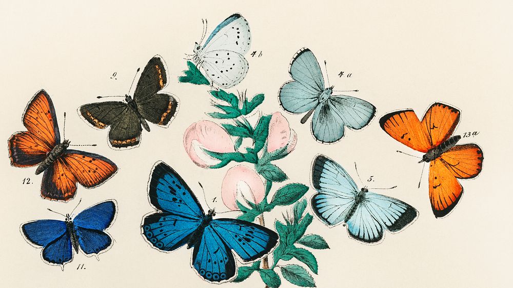 Vintage butterfly desktop wallpaper, background painting, Butterflies and Moths, remix from the artwork of William Forsell…