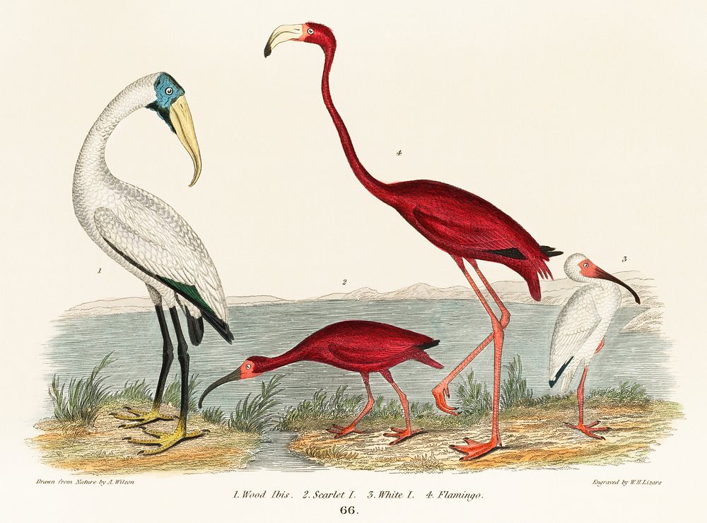 An illustration from a book of American Nature Literature and Illustration by Alexander Wilson (1843), a handcolored wood…
