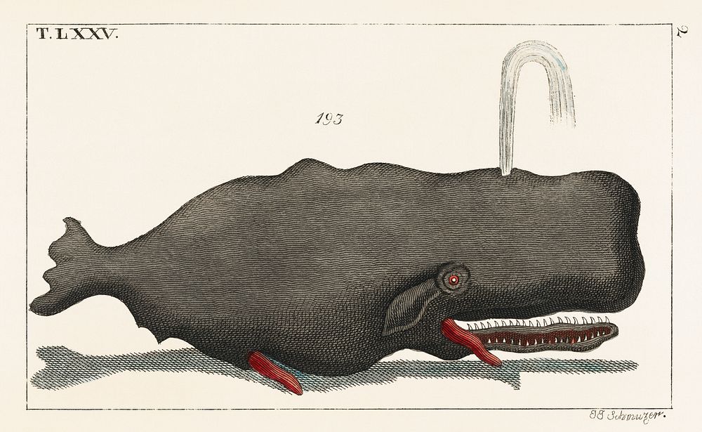 Entertainments from Natural History - Fish (1798), an erected sperm whale shooting up water through a blowhole. Digitally…